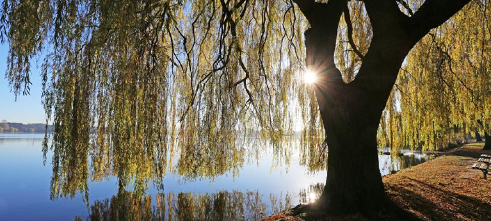 weeping-willow