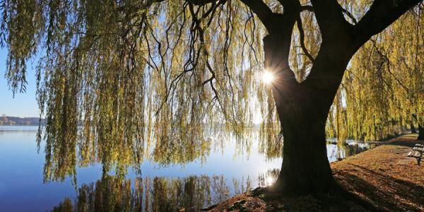 weeping-willow