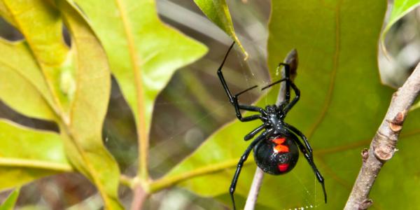 black-widow